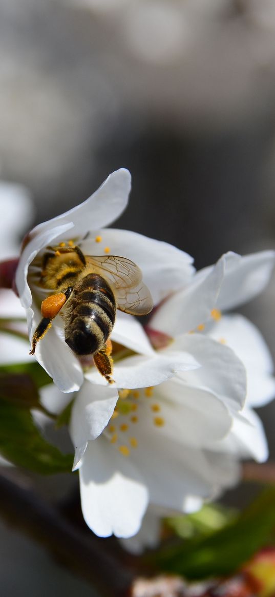 bee, flower, pollination, cherry