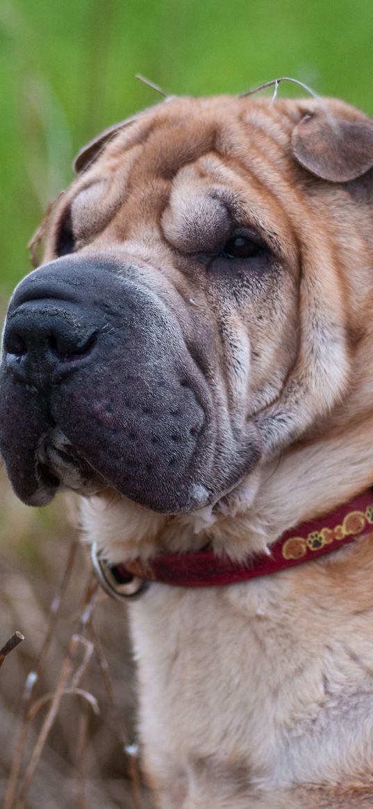 shar pei, dog, muzzle, collar