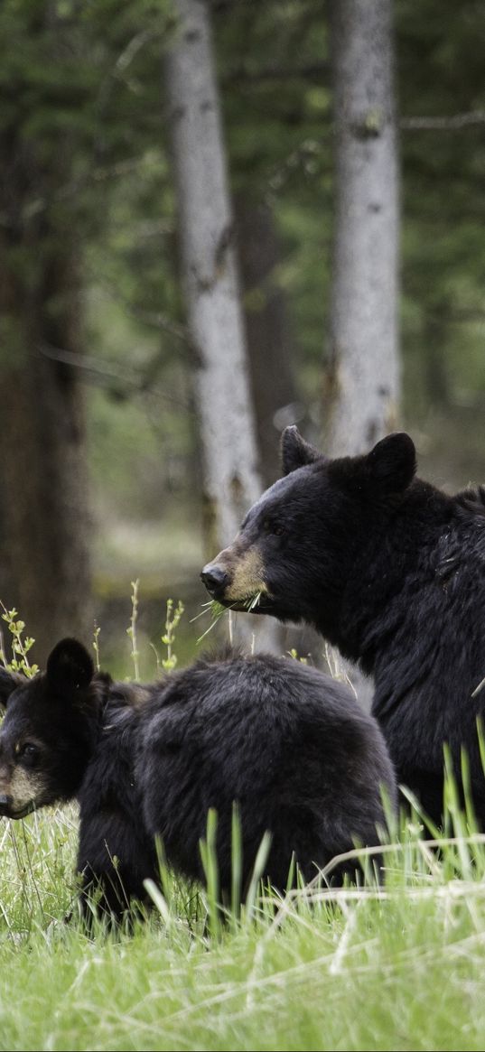 bears, cub, family, walk, couple