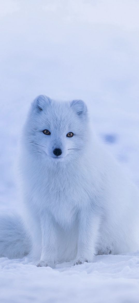 arctic fox, polar fox, snow