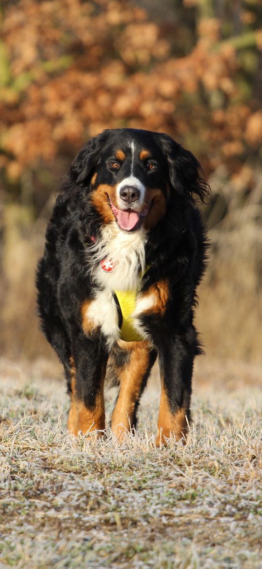 bernese mountain dog, berner sennenhund, dog, walk