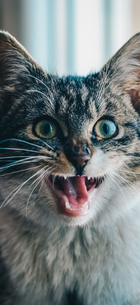 cat, scream, emotion