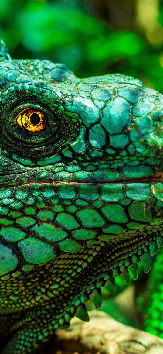 iguana, eyes, reptile