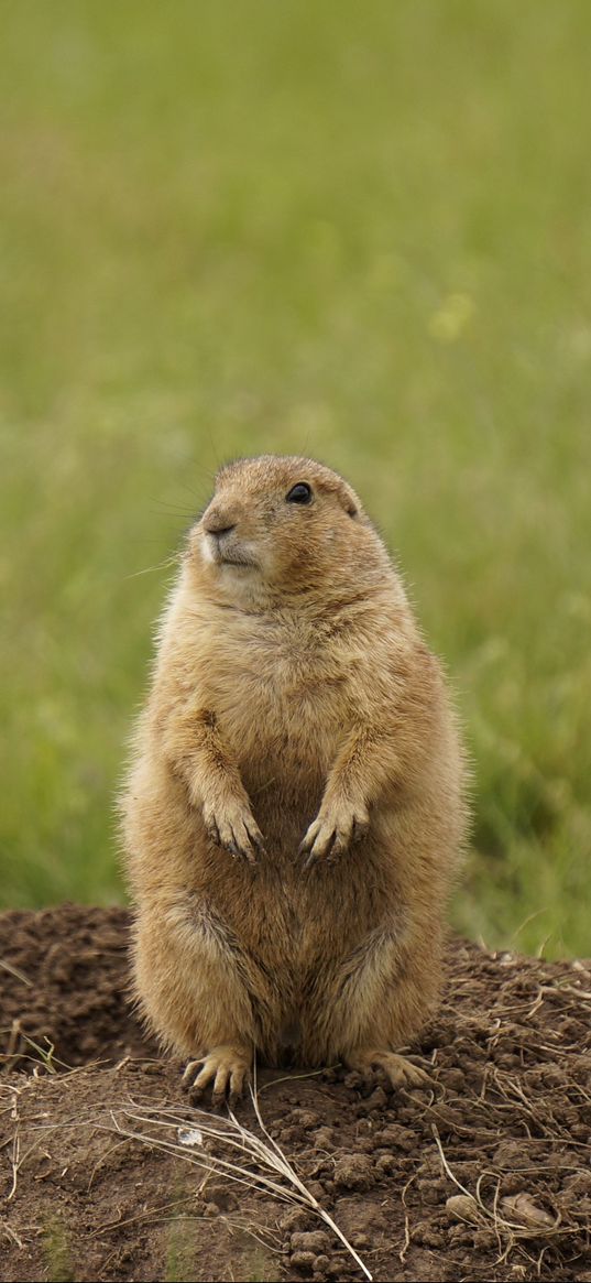 prairie dog, rodent, standing