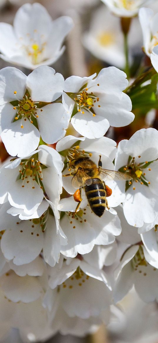 bee, pollination, flowering, spring