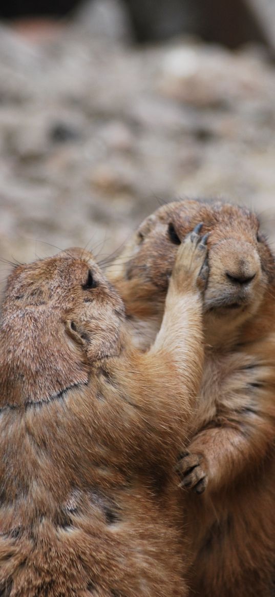 meerkats, couple, care