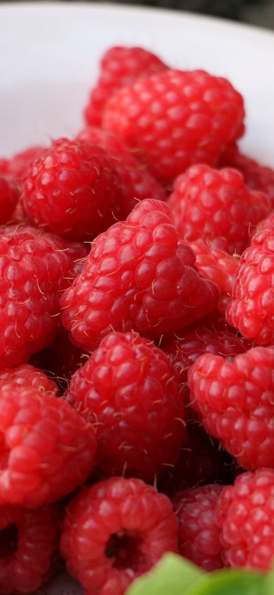 raspberry, berry, ripe, saucer, harvest