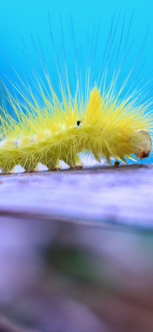 caterpillar, larva, insect, close-up