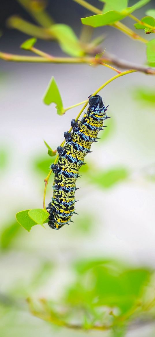 caterpillar, larva, insect, leaves