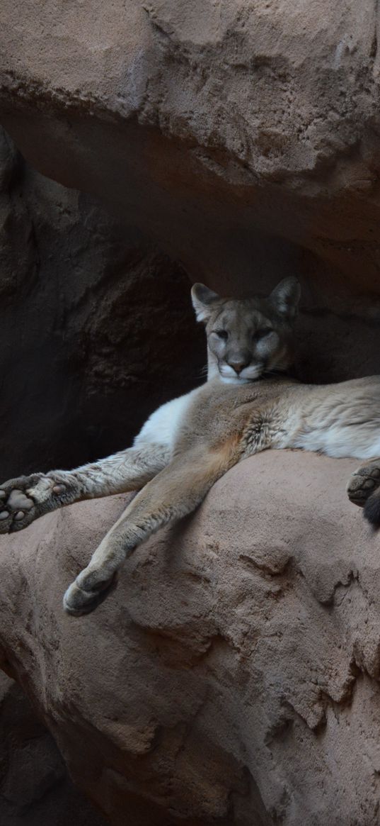 puma, cougar, funny, rock