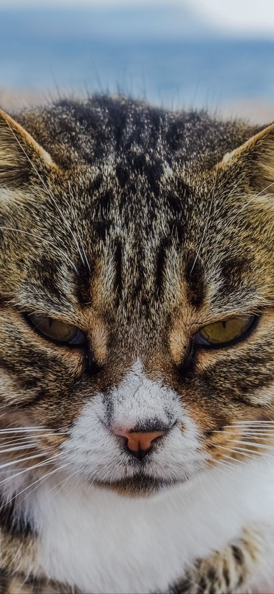 cat, muzzle, striped, glance