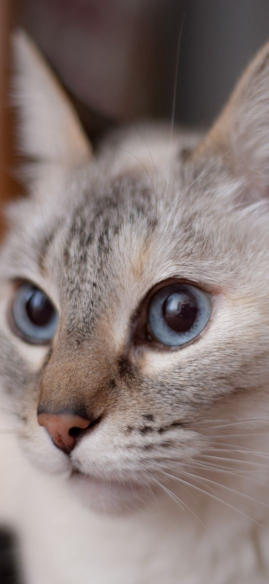 cat, muzzle, blue eyes