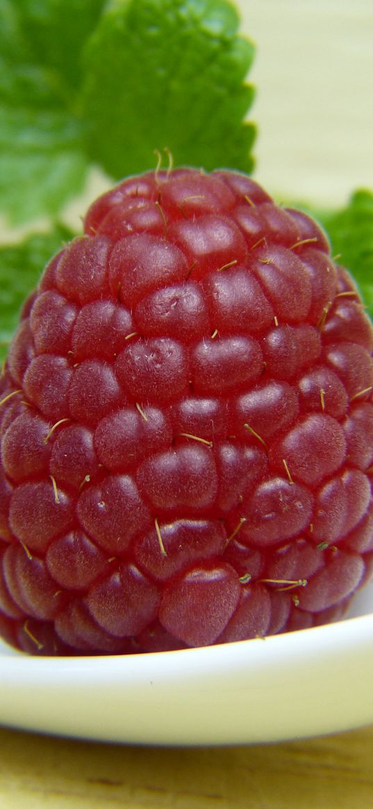 raspberry, berry, ripe, juicy, close-up