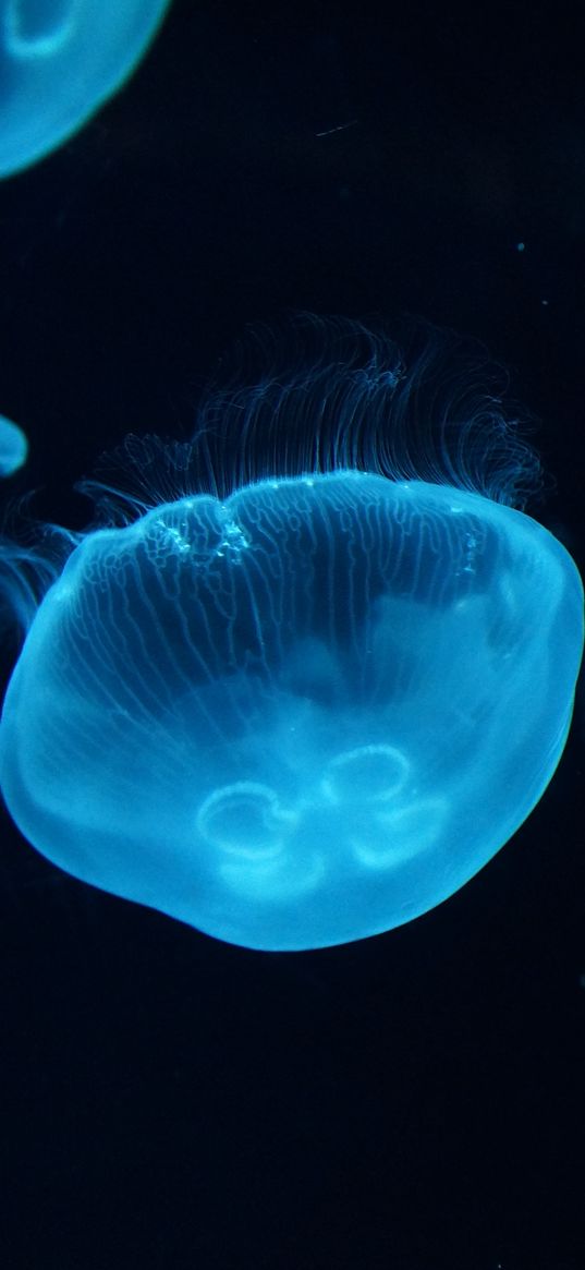 jellyfish, underwater, beautiful