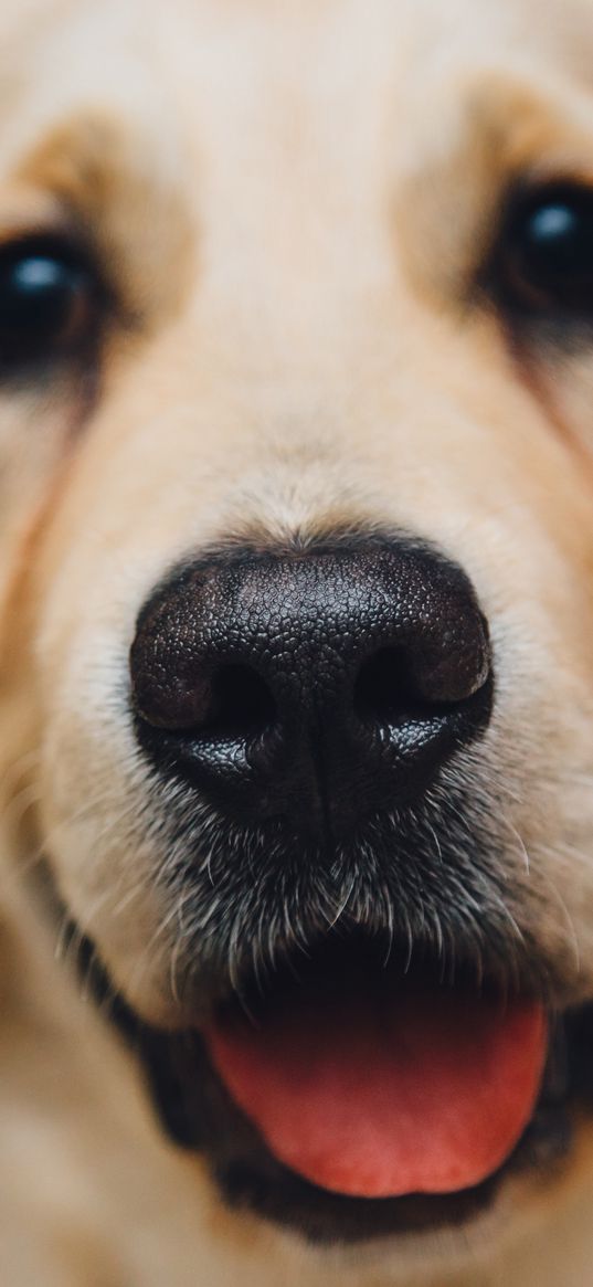 golden retriever, dog, puppy, muzzle