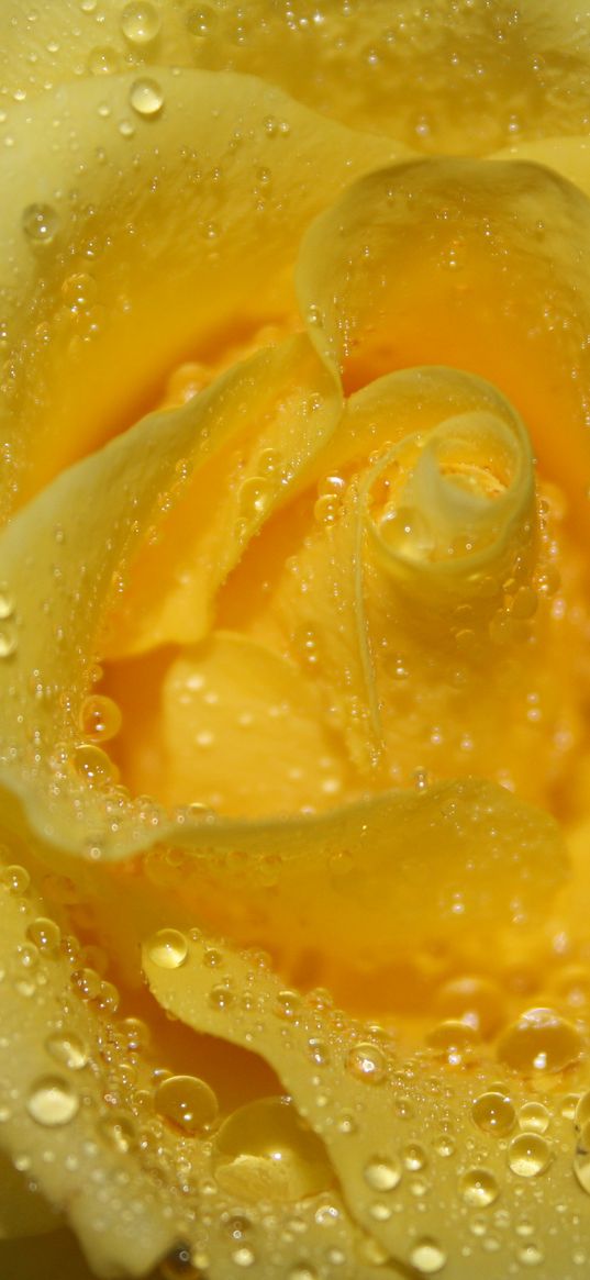 rose, drops, petals, closeup, yellow