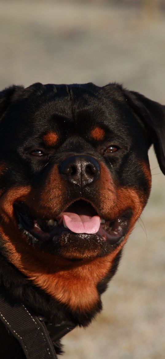 rottweiler, dog, muzzle, collar