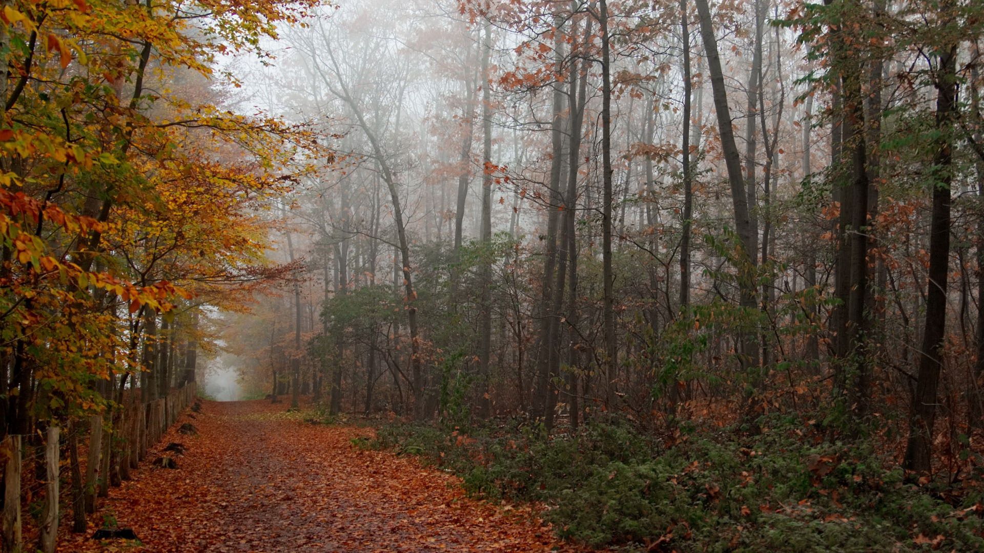 autumn, wood, trees, leaves, footpath