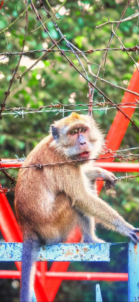 monkey, zoo, barbed wire