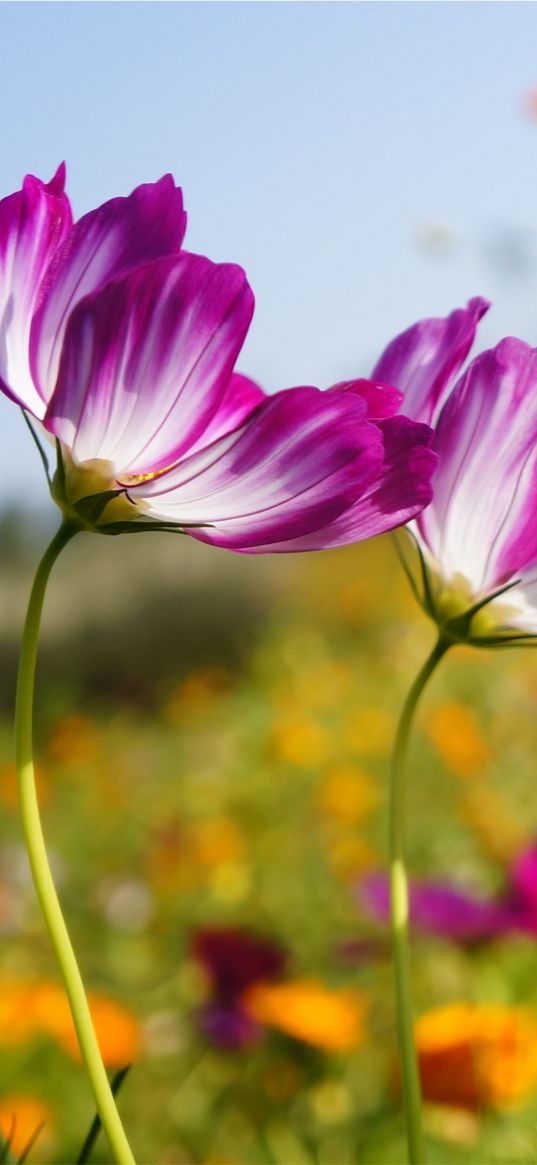 kosmeya, flowers, meadow