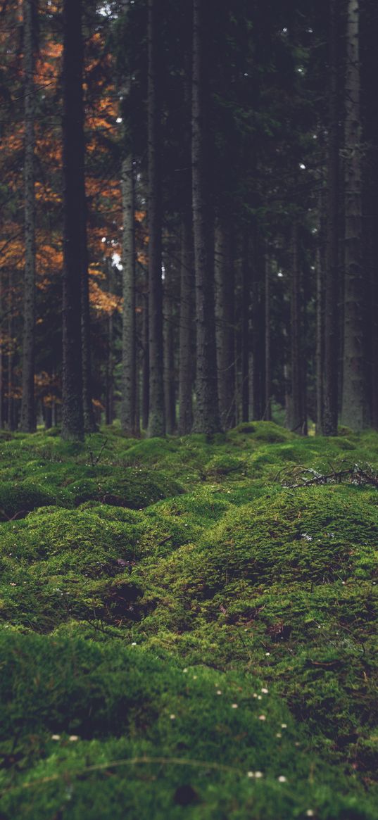 moss, trees, forest