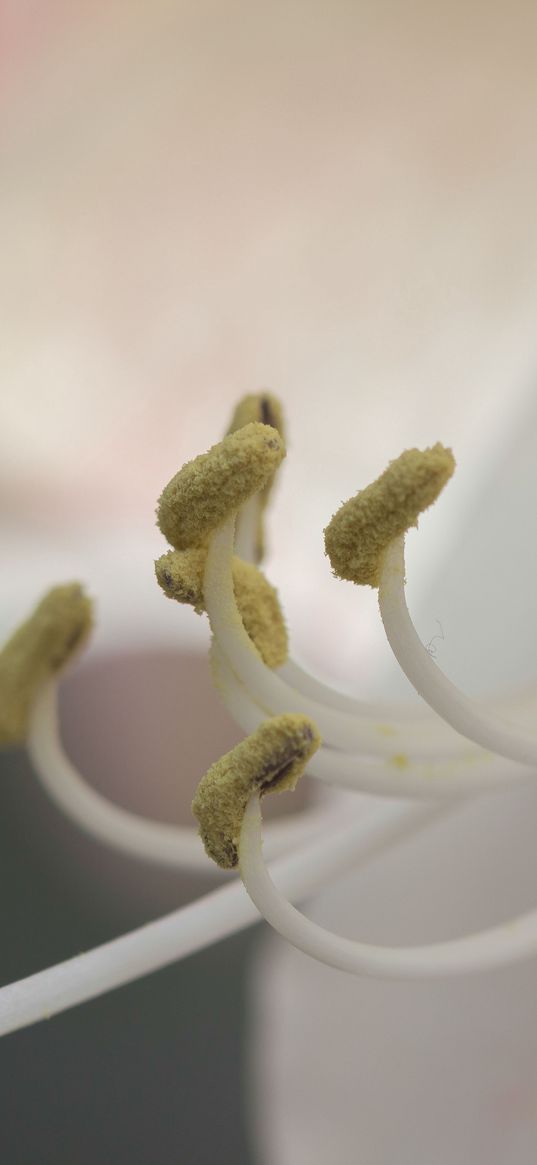 stamen, pollen, flower, close-up