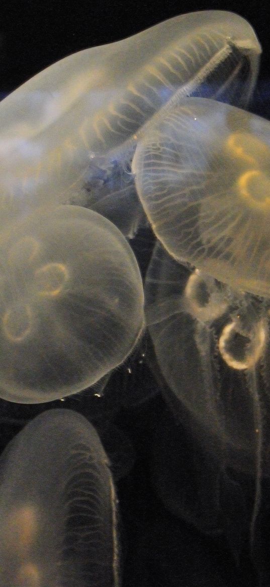 jellyfish, underwater, close-up