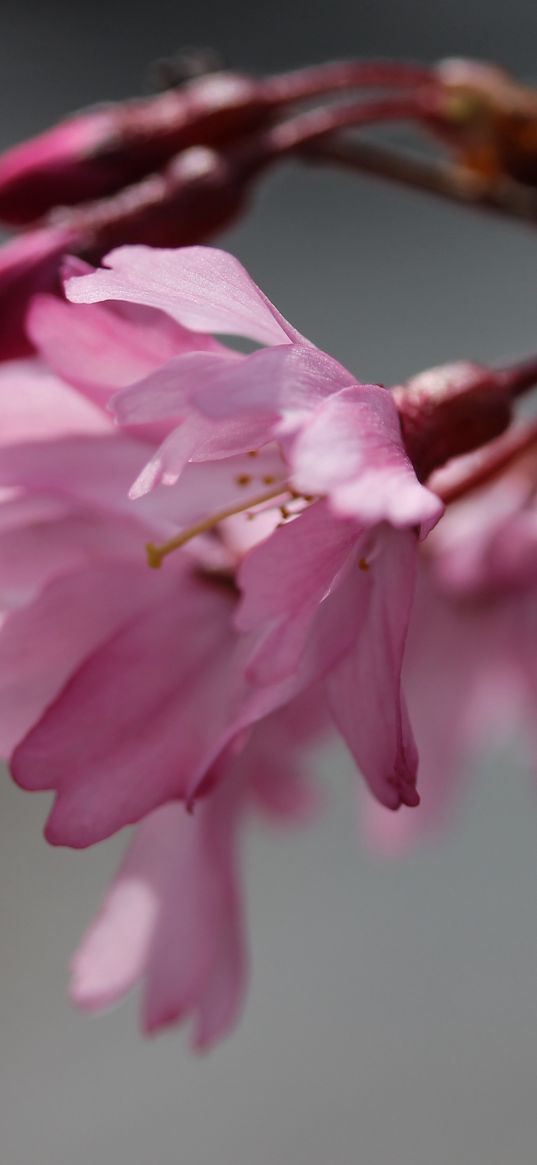 sakura, blossom, branch, flower