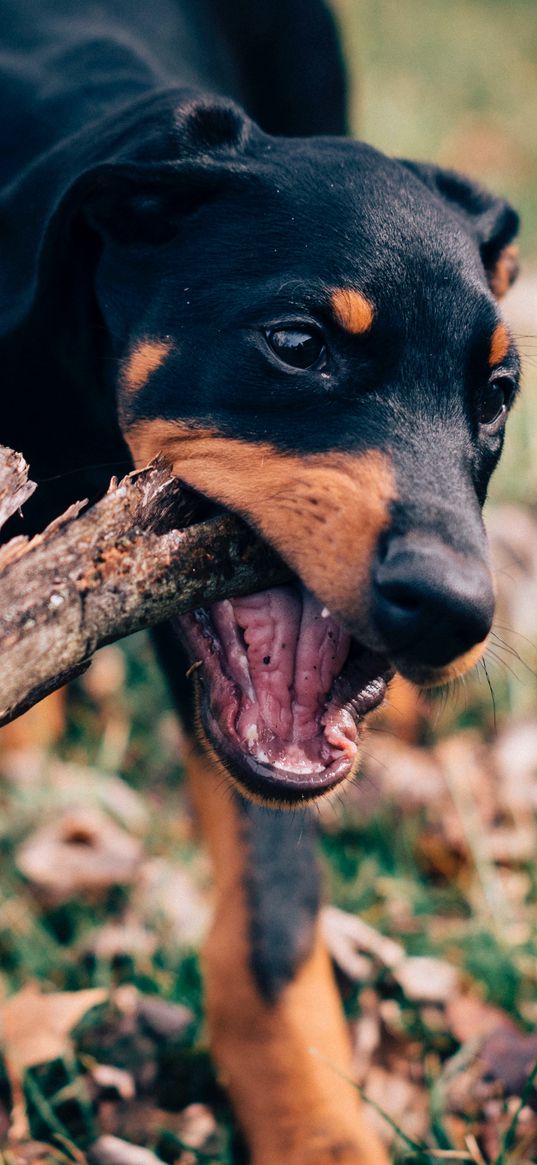 dog, stick, playful, muzzle, nibbling