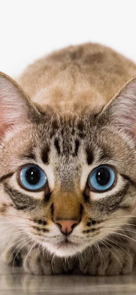 cat, blue-eyed, glance