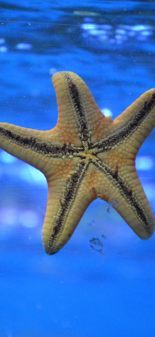 starfish, underwater, swim