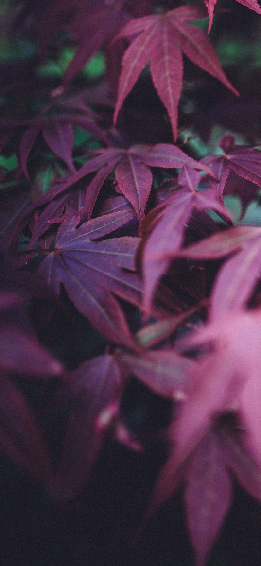 leaves, burgundy, branches, blur