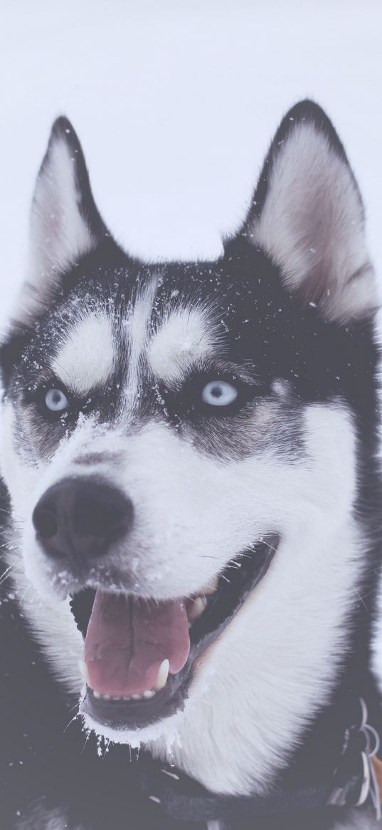 husky, dog, muzzle, blue-eyed