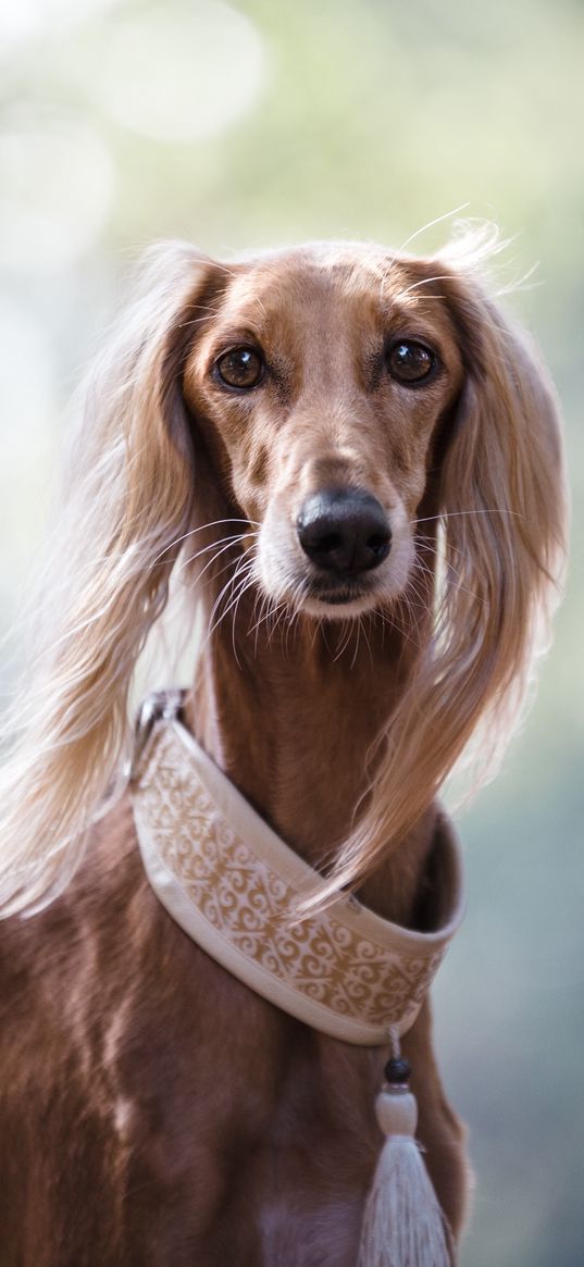 saluki, persian greyhound, dog