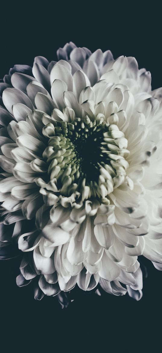 aster, white, flower, bud