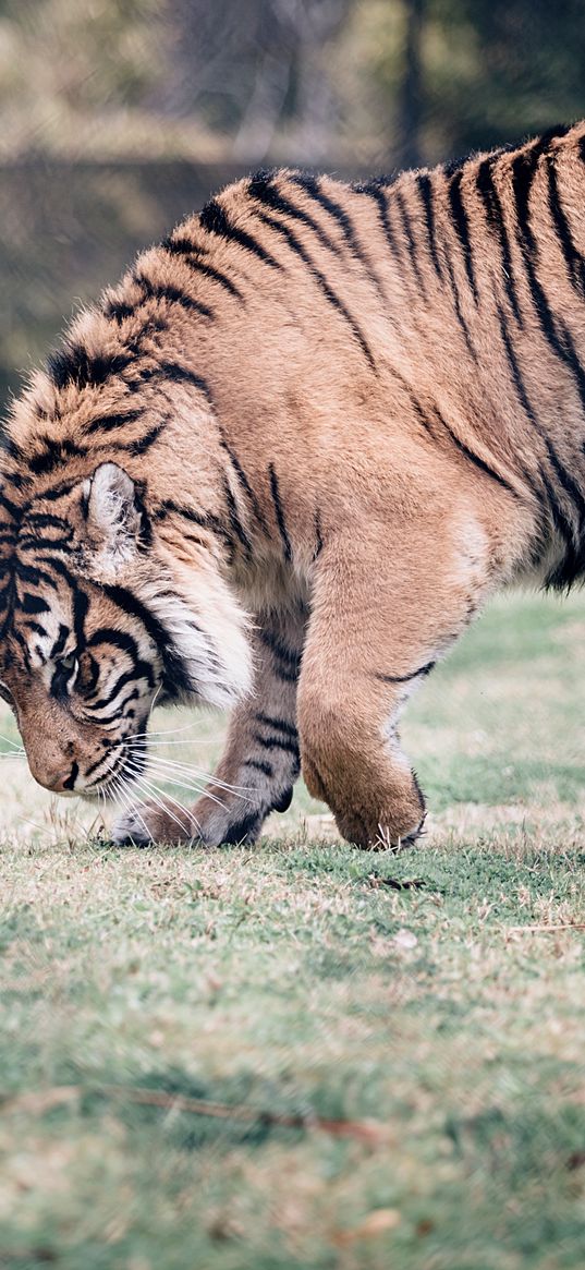 tiger, big cat, predator, walking