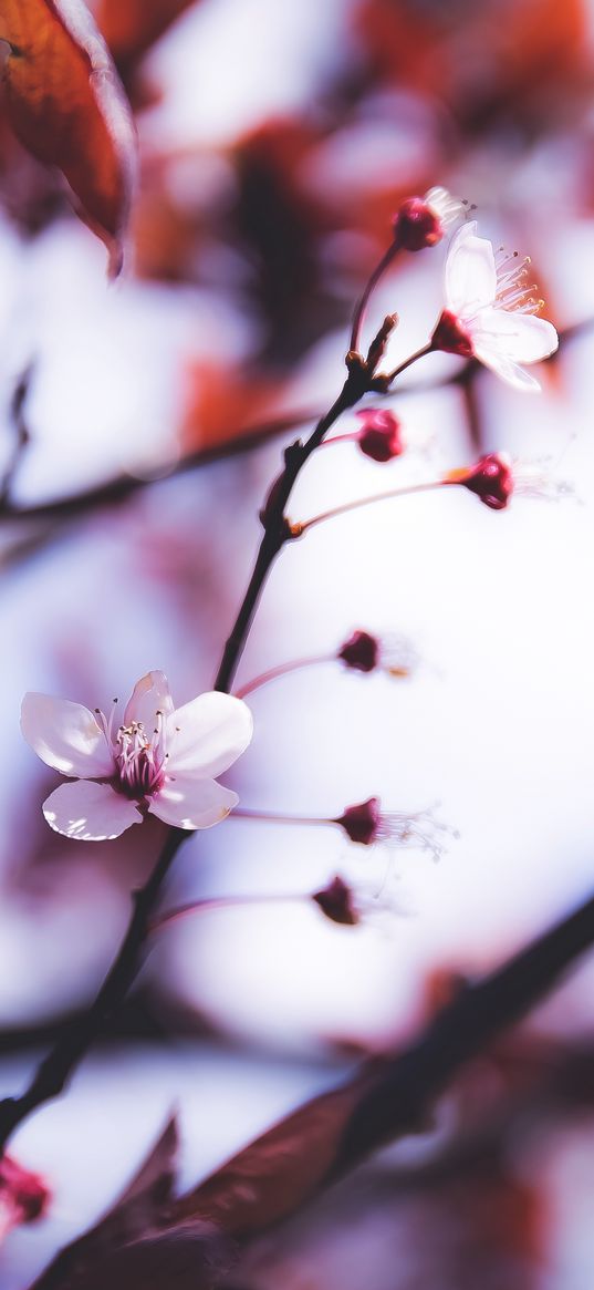 flowers, blooming, spring, branch