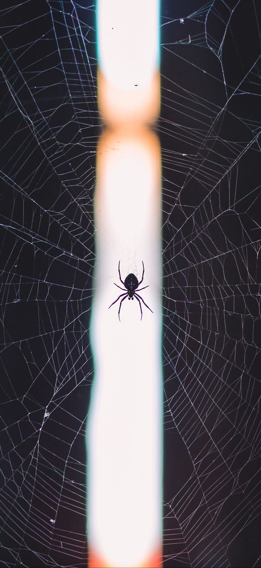 spider, cobweb, weave, light