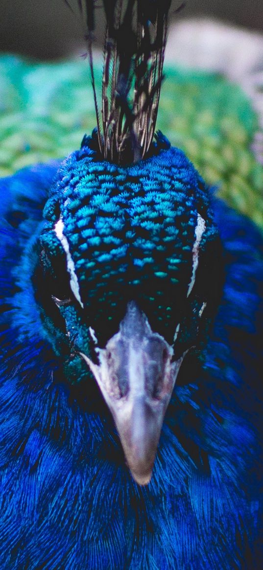 peacock, bird, beak, color, feathering