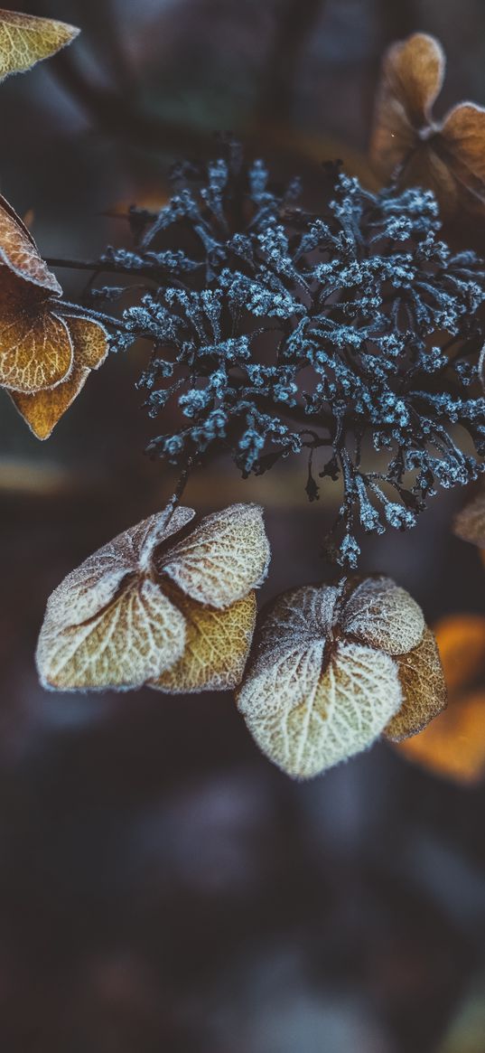 plant, leaves, dry, frost