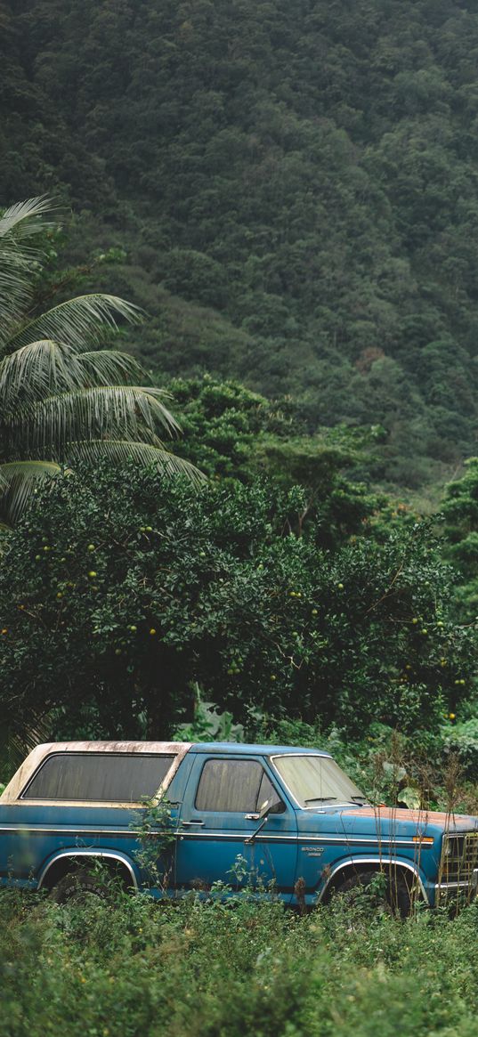 mountains, trees, travel, car