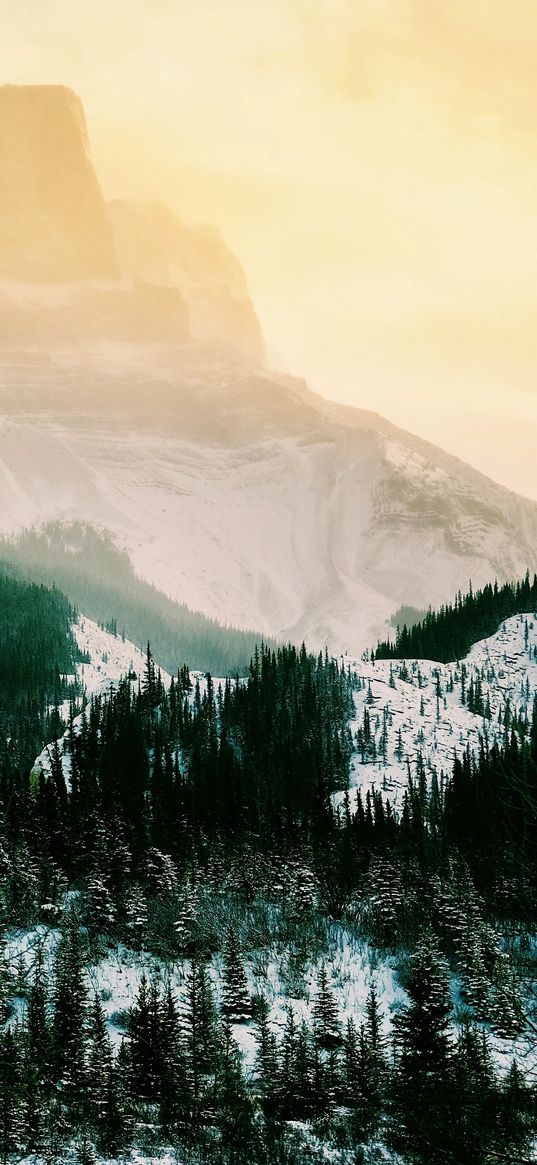 mountains, highland, trees