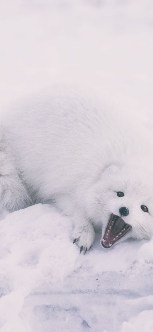 polar fox, arctic fox, playful, snow