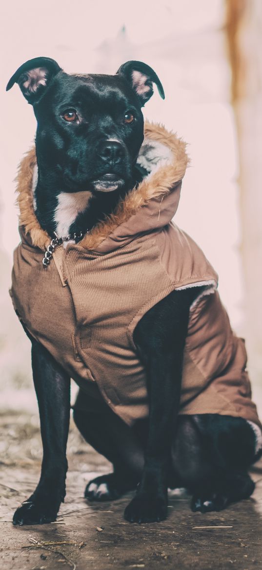 dog, costume, sitting, shepherd