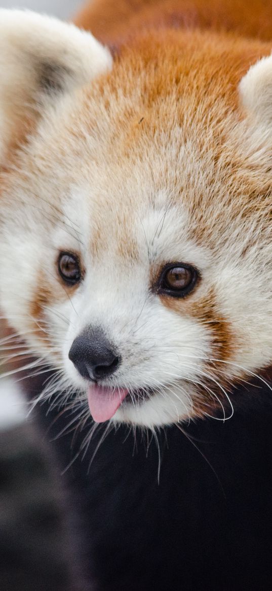 red panda, lesser panda, protruding tongue