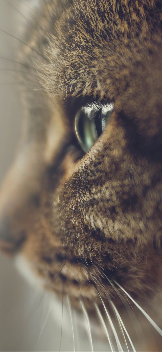 cat, profile, muzzle, eyes