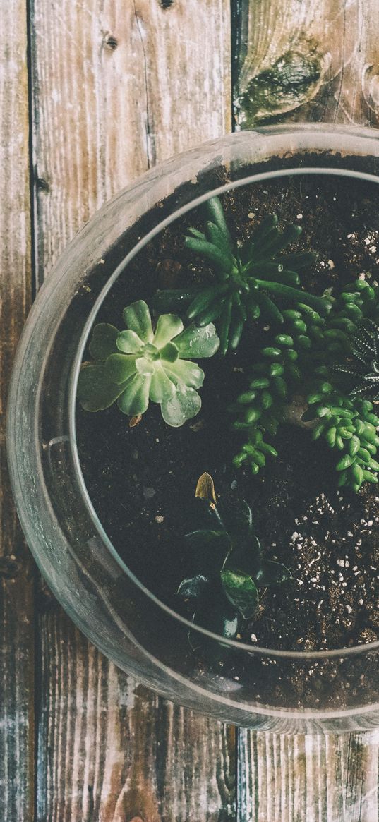 houseplant, pot, glass