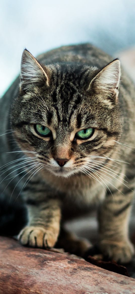 cat, striped, green-eyed