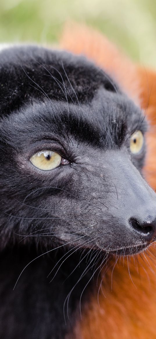 ruffed lemur, lemur, muzzle, nose