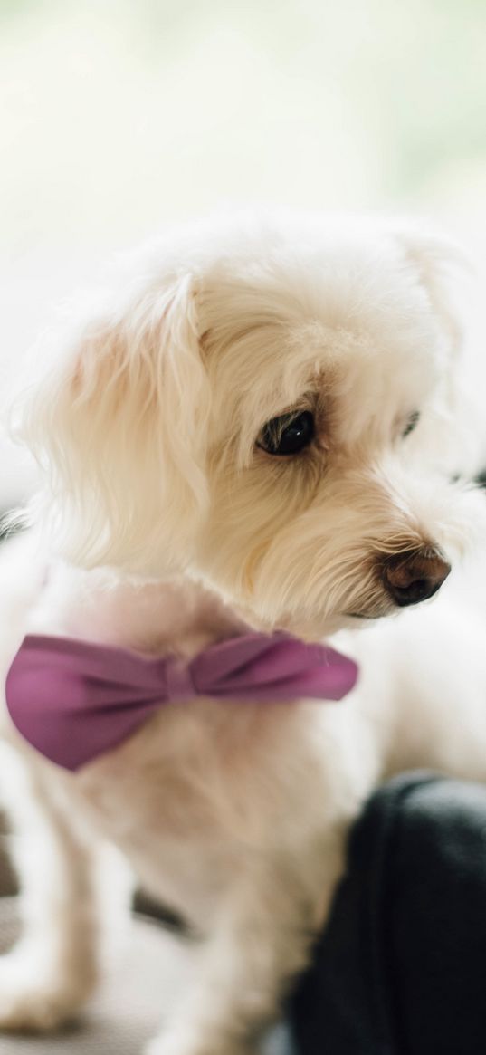 dog, bow tie, puppy